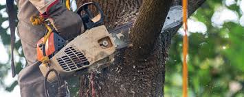 Best Firewood Processing and Delivery  in Blackwell, OK