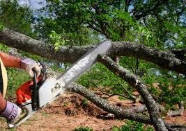 Best Leaf Removal  in Blackwell, OK