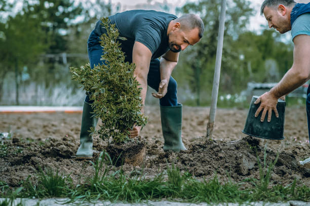 Best Tree Trimming and Pruning  in Blackwell, OK