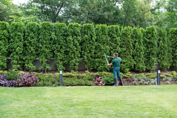 Best Commercial Tree Services  in Blackwell, OK