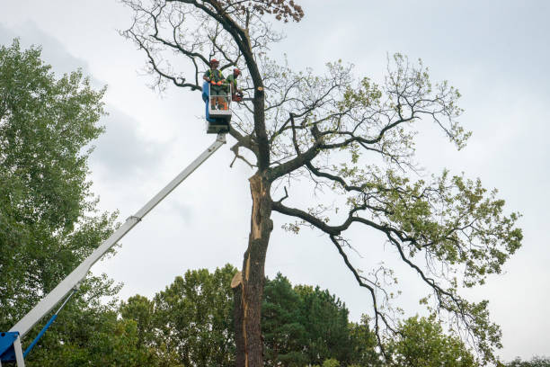 Best Fruit Tree Pruning  in Blackwell, OK