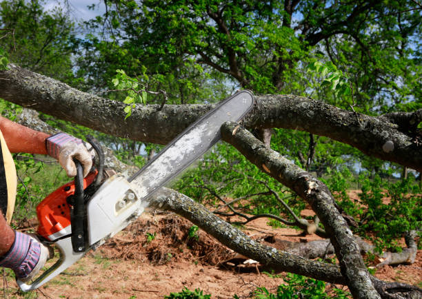 Best Utility Line Clearance  in Blackwell, OK