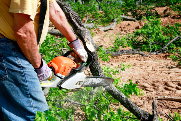 Best Pest Control for Lawns  in Blackwell, OK