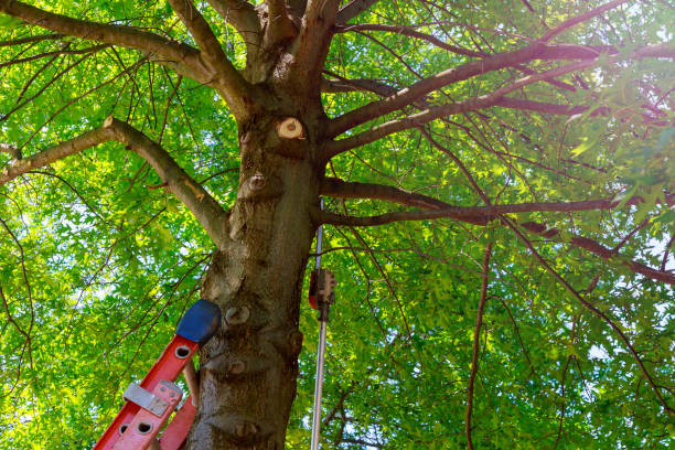 Best Tree Preservation Services  in Blackwell, OK